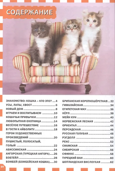 Кошки и котята - фото 2