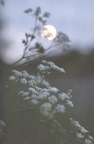 Под открытым небом. Как жить в гармонии с природой - фото 5