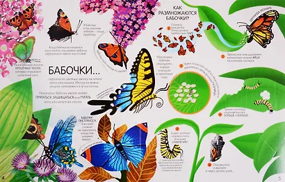 Жуки и бабочки. Более 80 секретных створок - фото 4