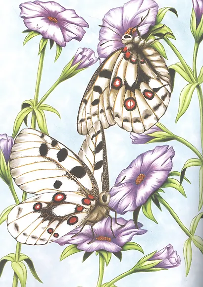 Насекомые и паукообразные - фото 3