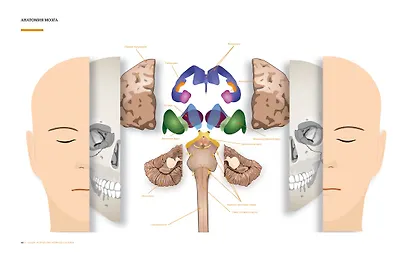 Большой атлас мозга - фото 6