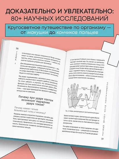 Удивительное тело. Почему наше тело самое нелепое и гениальное создание природы - фото 5