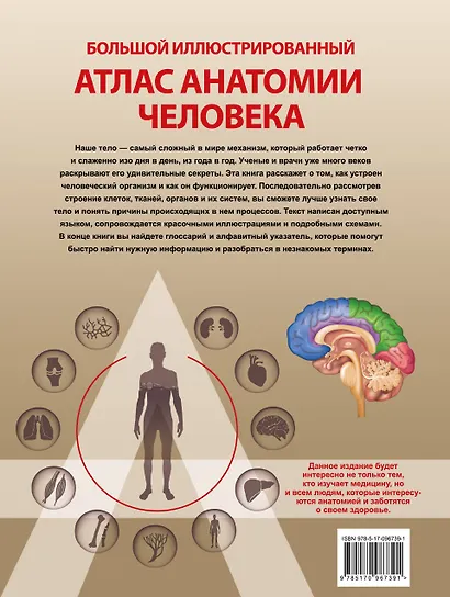Большой иллюстрированный атлас анатомии человека - фото 2