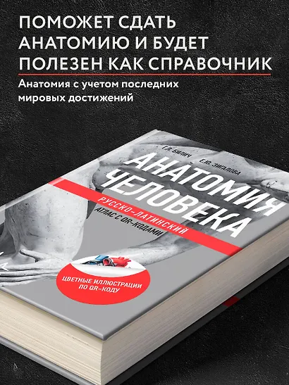 Анатомия человека: Русско-латинский атлас с QR-кодами на цветные изображения - фото 7