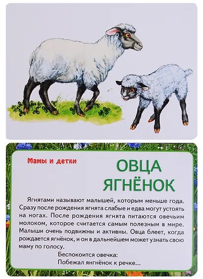 В мире животных - фото 3