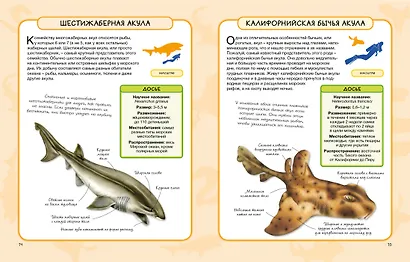 Акулы и скаты - фото 7