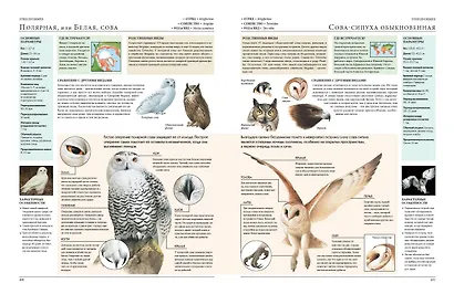 Животные мира. Моя большая энциклопедия - фото 12