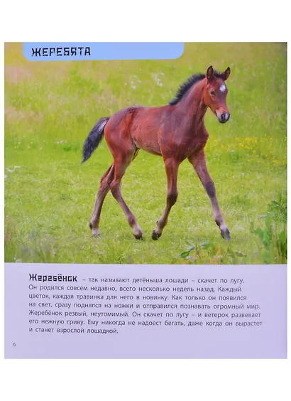 Это мой малыш! Детеныши разных животных - фото 2