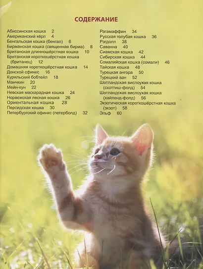 Энциклопедия для детей. Кошки - фото 2