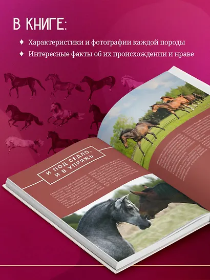 Лошади. Иллюстрированный гид по самым популярным породам - фото 6