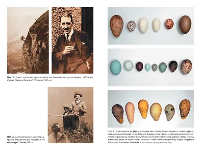 Самая совершенная вещь на свете: Внутри и снаружи птичьего яйца - фото 4