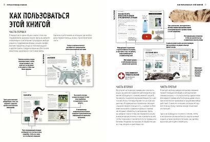 Первая помощь кошкам. Осмотр, действия в экстренных ситуациях, аптечка первой помощи, здоровье - фото 4