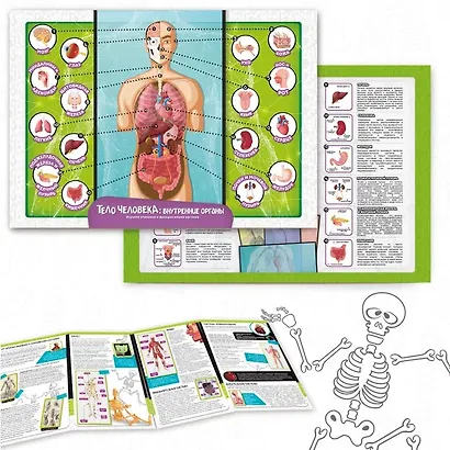 Игровой набор Lisciani. Изучаем тело человека - фото 4