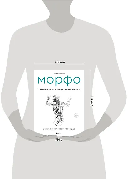 МОРФО. Скелет и мышцы человека. Анатомия для художников - фото 7
