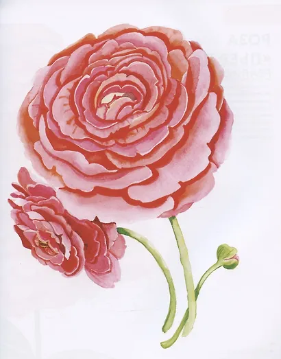 Ни дня без акварели. Цветы: Пошаговое руководство по рисованию соцветий, листьев и стеблей - фото 5