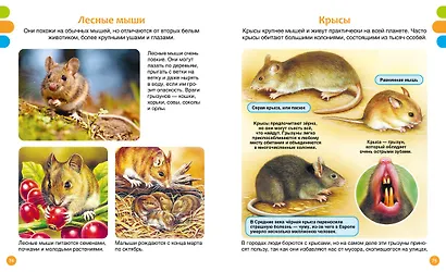 Животные-малютки - фото 10