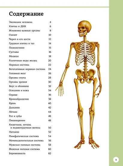 Первый атлас анатомии человека - фото 6