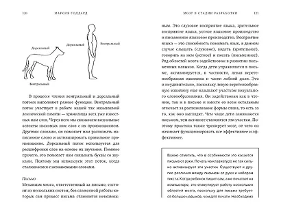Мозг в стадии разработки. Потрясающие факты об умственном развитии от зачатия до взросления - фото 9