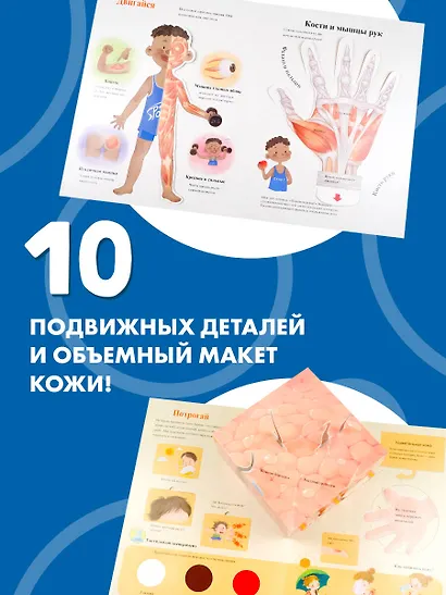 Все секреты человека - фото 6