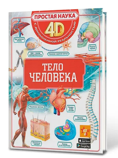 Тело человека - фото 3