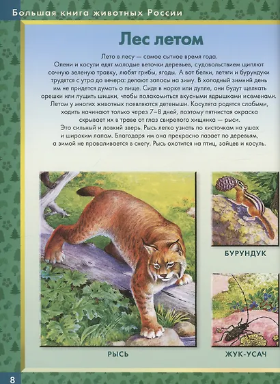 Родная природа. Кто живёт на просторах России - фото 5