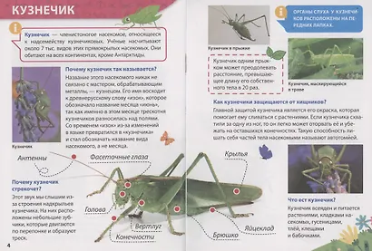 ЭНЦИКЛОПЕДИЯ ДЛЯ МАЛЕНЬКИХ ПОЧЕМУЧЕК. Насекомые - фото 5