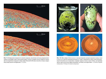 Самая совершенная вещь на свете: Внутри и снаружи птичьего яйца - фото 6