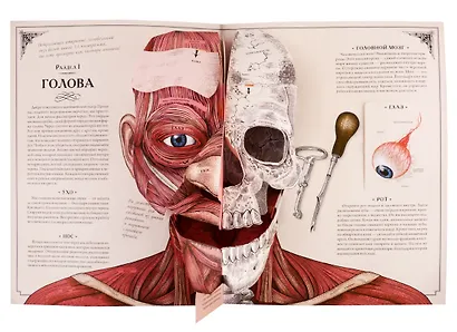Тело человека. Интерактивная книга-панорама - фото 5