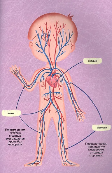 Атлас. Тело человека - фото 2
