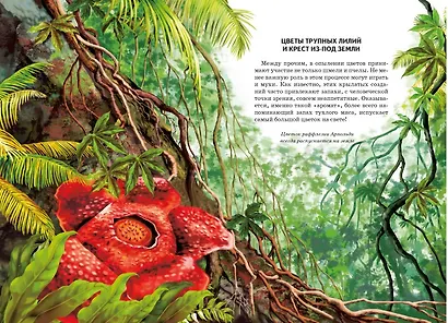 Цветы : Школьный путеводитель - фото 3