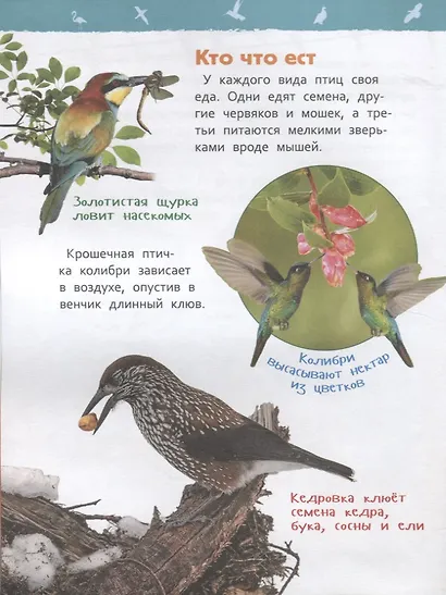 Птицы - фото 5