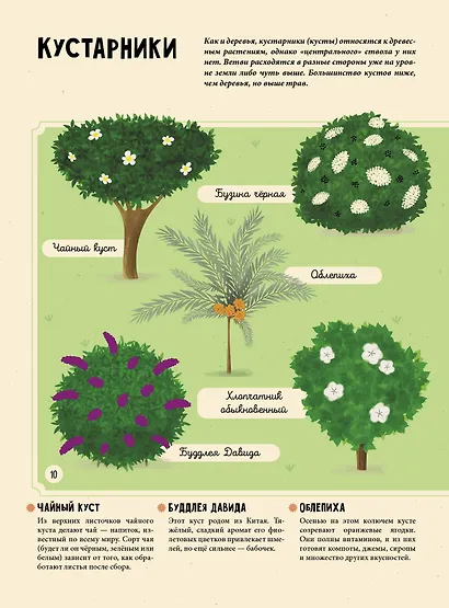Растения. Энциклопедия для юных читателей в картинках - фото 5