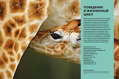 Тайны животных. Большая иллюстрированная энциклопедия - фото 14