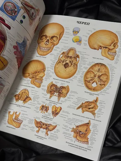 Большой атлас анатомии человека(в табл) - фото 5