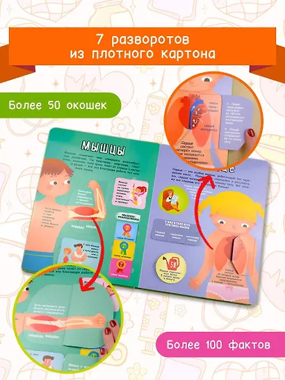 Тело человека - фото 4