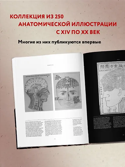 Анатомика. От ужасного до великого: человеческое тело в искусстве - фото 5