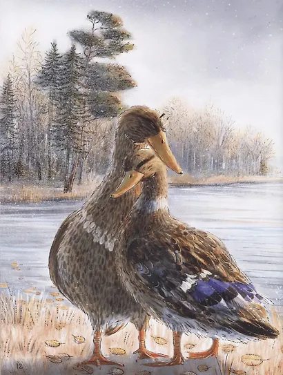 Серая Шейка - фото 4