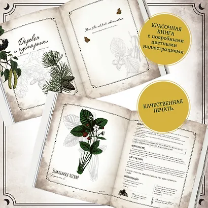 Тайны и магия растений. Путеводитель по миру трав и деревьев - фото 6