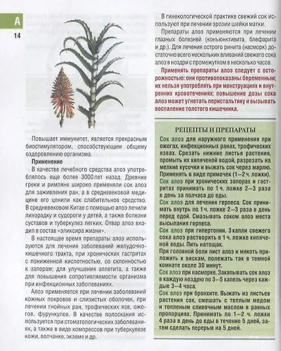 Самые необходимые лекарственные растения. Характеристики, применение, рецепты, препараты - фото 3