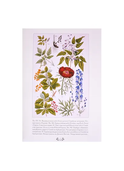 Ботанический атлас. Карл фон Гофман - фото 2