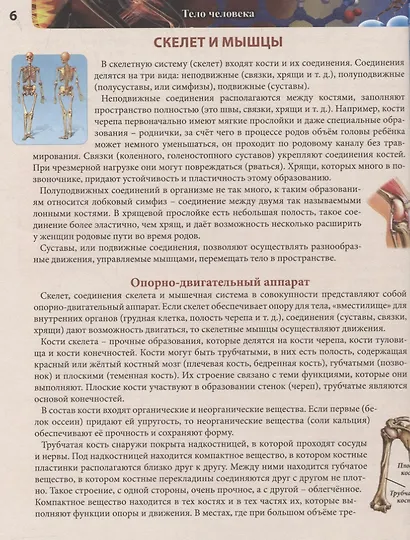 Тело человека. Энциклопедия - фото 5