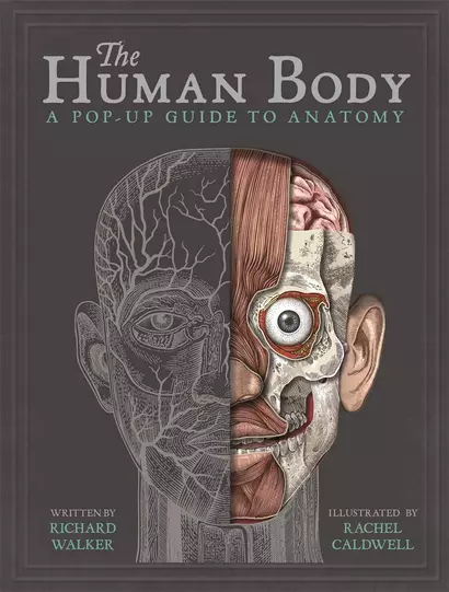 The Human Body - фото 1