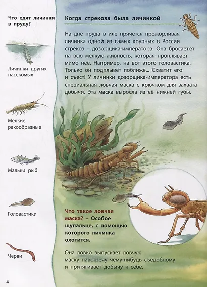 Лягушонок и его соседи. Познавательные истории - фото 2