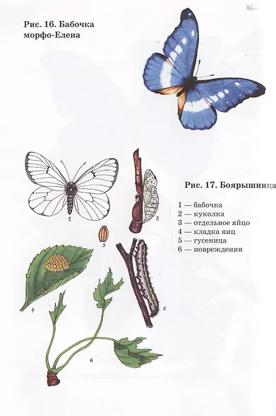 Удивительный мир бабочек - фото 5