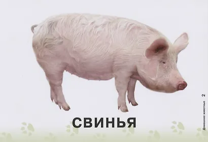 Карточки для умного развития. Домашние животные - фото 4