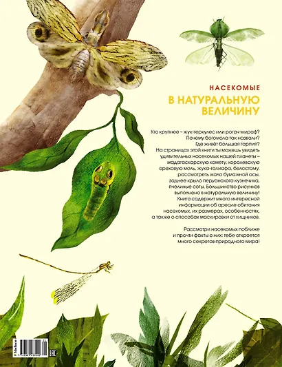 Насекомые в натуральную величину - фото 2