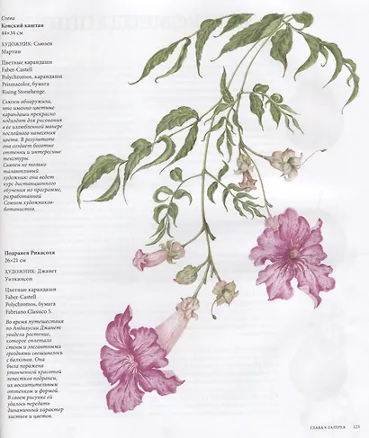 Ботаническая иллюстрация цветными карандашами. Пошаговое руководство - фото 5