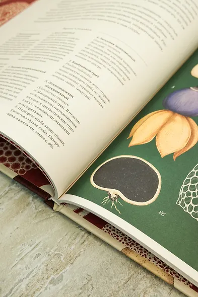 Грибариум - фото 7