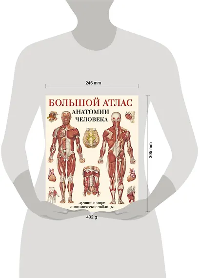Большой атлас анатомии человека(в табл) - фото 7