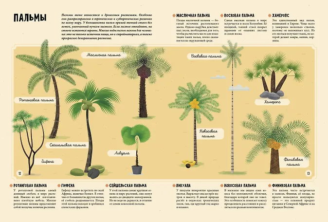 Растения. Энциклопедия для юных читателей в картинках - фото 7